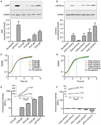 Predictable, Tunable Protein Production in Salmonella for Studying Host-Pathogen Interactions